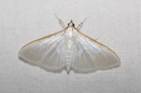 Palpita vitrealis