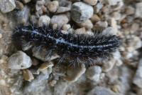 Coscinia cribraria cribraria