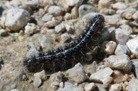 Coscinia cribraria cribraria