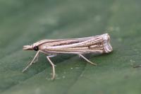Ancylolomia