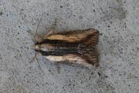 Bryophila raptricula