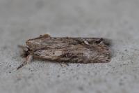 Bryophila raptricula