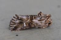 Calophasia lunula