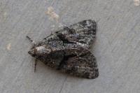 Cryphia