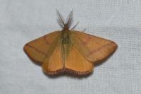 Lythria purpuraria