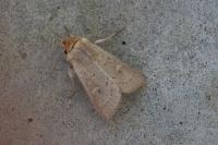 Mythimna ferrago