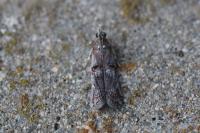 Pempelia palumbella