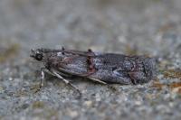 Pempelia palumbella