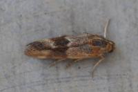Pterothrixidia rufella