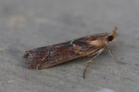 Ancylosis cinnamomella