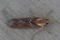 Ancylosis cinnamomella