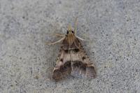 Stemmatophora brunnealis