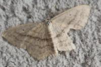 Scopula nigropunctata
