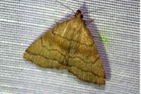 Herminia tarsicrinalis