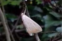 Evergestis extimalis