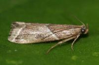 Nyctegretis lineana
