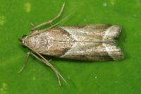 Nyctegretis lineana