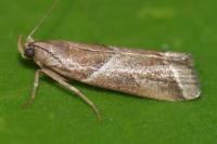 Nyctegretis lineana