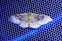 Idaea degeneraria