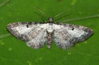 Eupithecia succenturiata