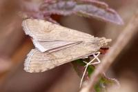 Nomophila noctuella