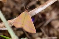 Lythria cruentaria