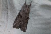 Bryophila ravula