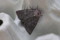 Heterophysa dumetorum