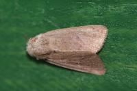 Mythimna sicula
