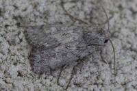 Dichagyris forcipula