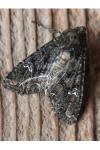 Mamestra brassicae