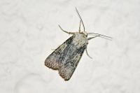 Agrotis puta