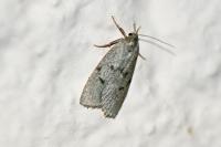 Apaidia mesogona
