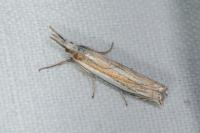 Crambus pascuella