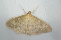 Patania ruralis