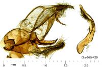 Pediasia contaminella
