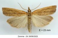 Pediasia contaminella