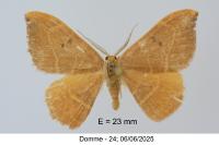 Watsonalla binaria