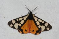 Arctia villica