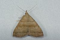 Herminia tarsicrinalis