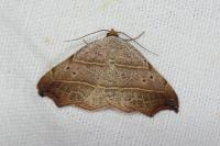 Laspeyria flexula