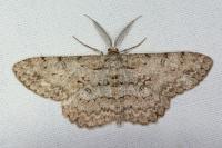 Hypomecis punctinalis