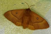 Lasiocampa quercus quercus
