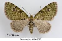 Chloroclystis v-ata