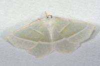 Campaea margaritaria
