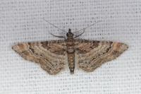 Gymnoscelis rufifasciata
