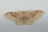 Idaea degeneraria