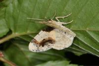 Ligdia adustata