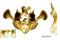 Mesapamea secalis