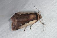 Ochropleura plecta
